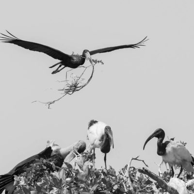stork