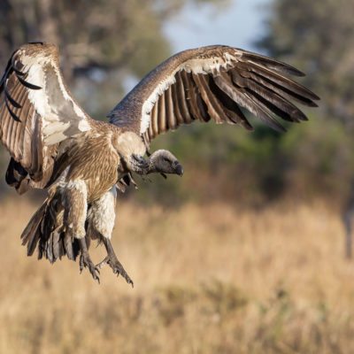 vulture 2