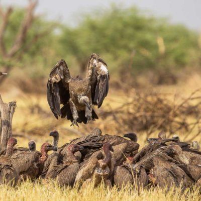 vulture