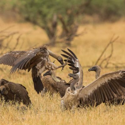 vulture4