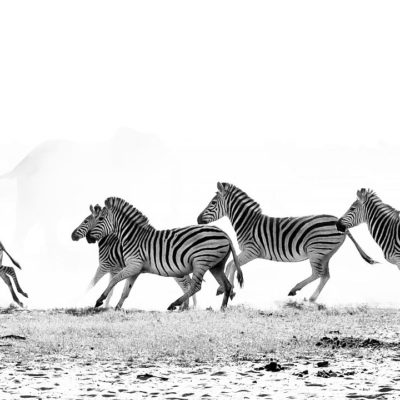 zebras-BW-Hero-image