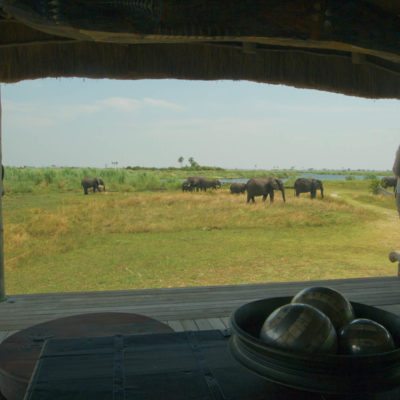 _Copyright_Beverly_Joubert_Selinda_Safari_Botswana_4179