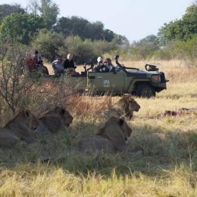 Kwara:Little Kwara- activities - game drive