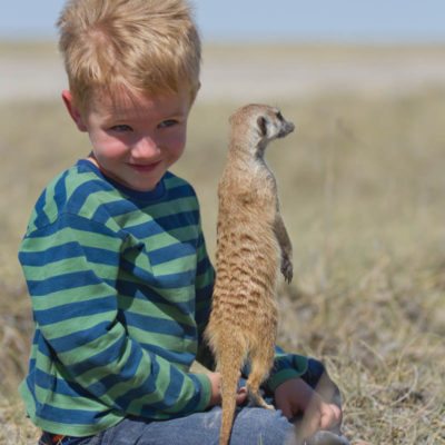 botswana meerkats
