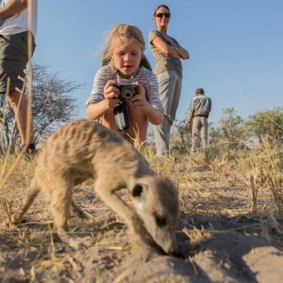 meerkat