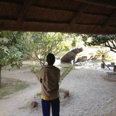 hippo-maun
