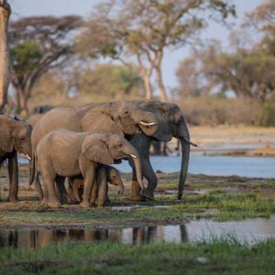 sitatunga camp and leopard