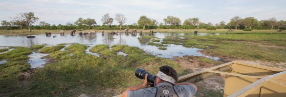 khwai eles river photo