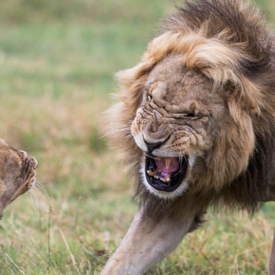 lion mate 3