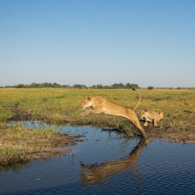 lion xinii water