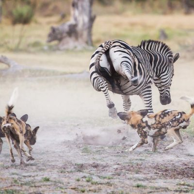 Wild dog1