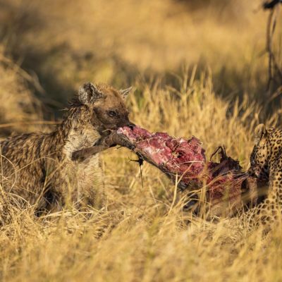 hyena and leopard