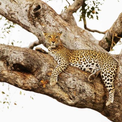 leopard