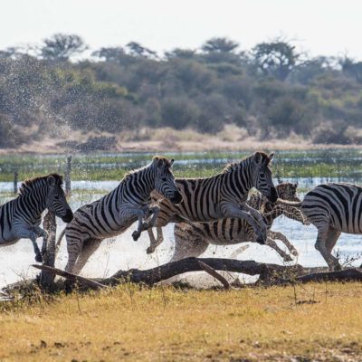 zebra water 2