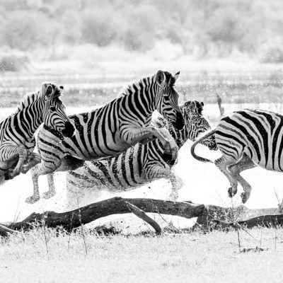zebra water 2 BW HERO?