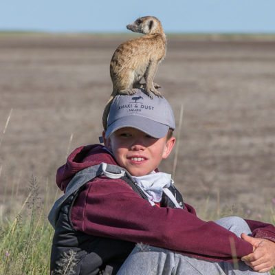 meerkats