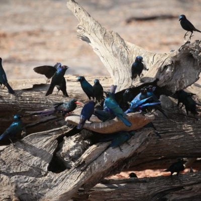 24Hyena Pan - Starlings