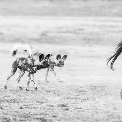 Dogs vs zebras BW