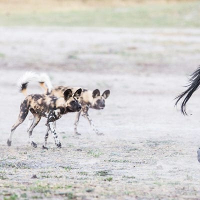 Dogs vs zebras colour