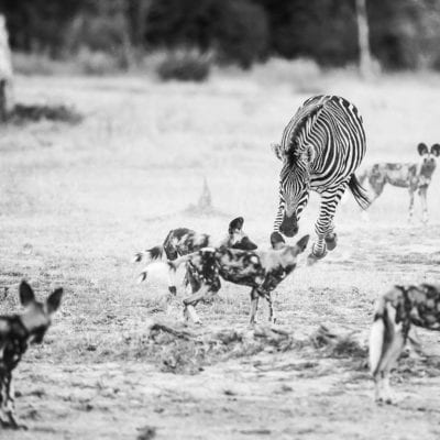 Wild-dog-13-BW