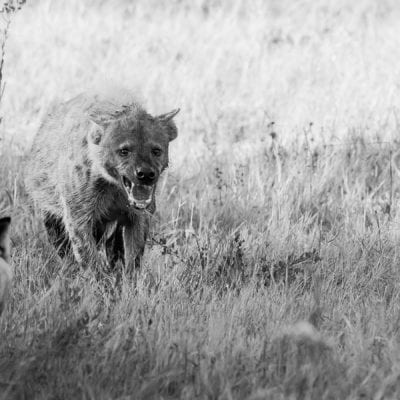 hyena-dog-3