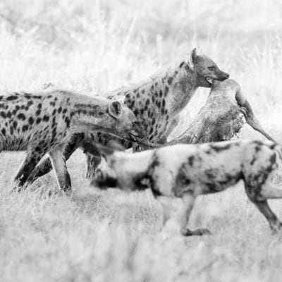 hyena-dog-BW-3-1