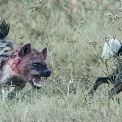 hyena-dog_