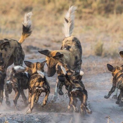 pups and adults 2