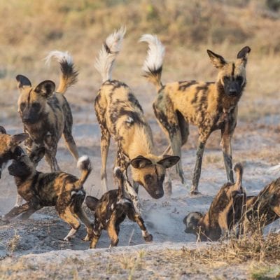 pups and adults