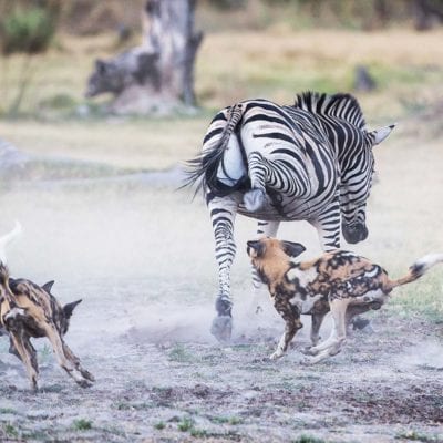 wild dog 2