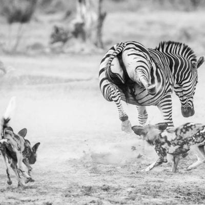 wild dog 7 BW