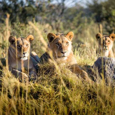 Africa; Botswana; Okavango Delta; Sanctuary Chief's Camp