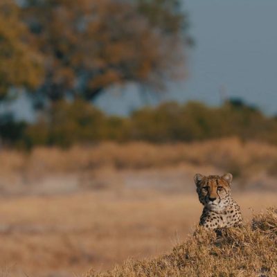 Africa; Botswana; Okavango Delta; Sanctuary Chief's Camp