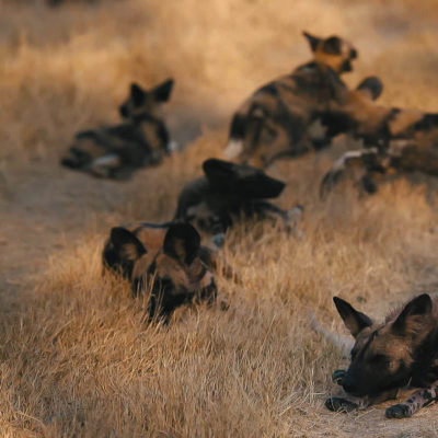 Africa; Botswana; Okavango Delta; Sanctuary Chief's Camp