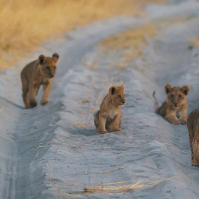 Africa; Botswana; Okavango Delta; Sanctuary Chief's Camp