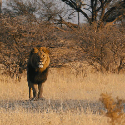 Africa; Botswana; Okavango Delta; Sanctuary Chief's Camp