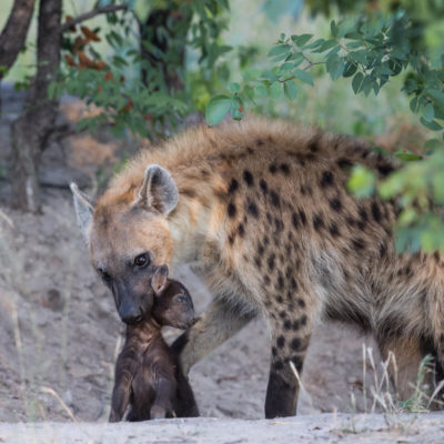 hyena and cub