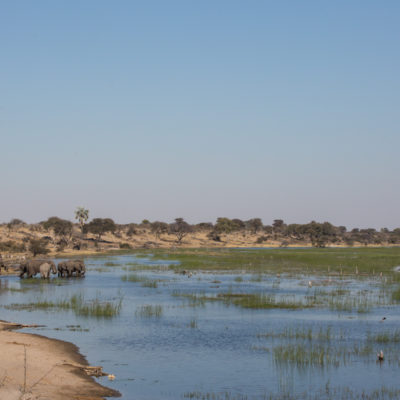 river elephants boteti