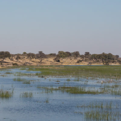 river elephants boteti HERO image