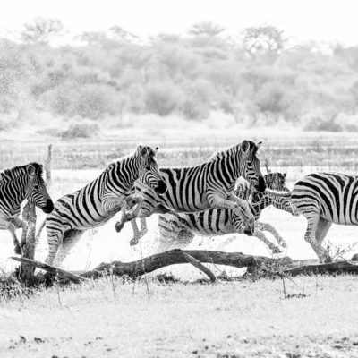 zebra water 2 BW