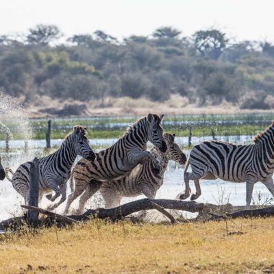 zebra water