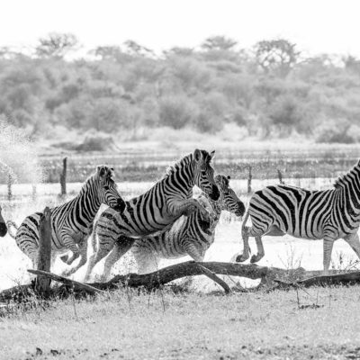 zebra water BW