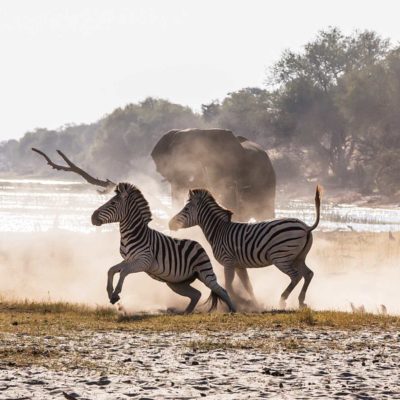 zebras 2