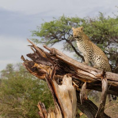 Chitabe_-_Leopard_4