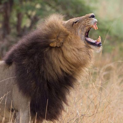 Chitabe_-_Lion_2