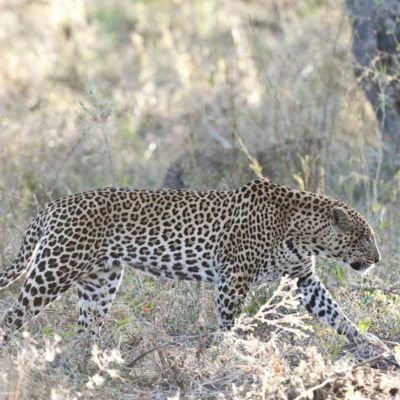Chitabe_Wildlife_MM_2011_27