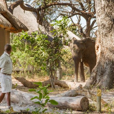 Kwando Lagoon camp visitor