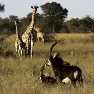 Kwedi-2011-07-071
