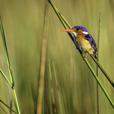 L_Vumbura_2017-04-205