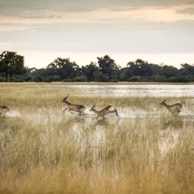 Vumbura, Wilderness Safari Camp, Okavango Delta, Botswana